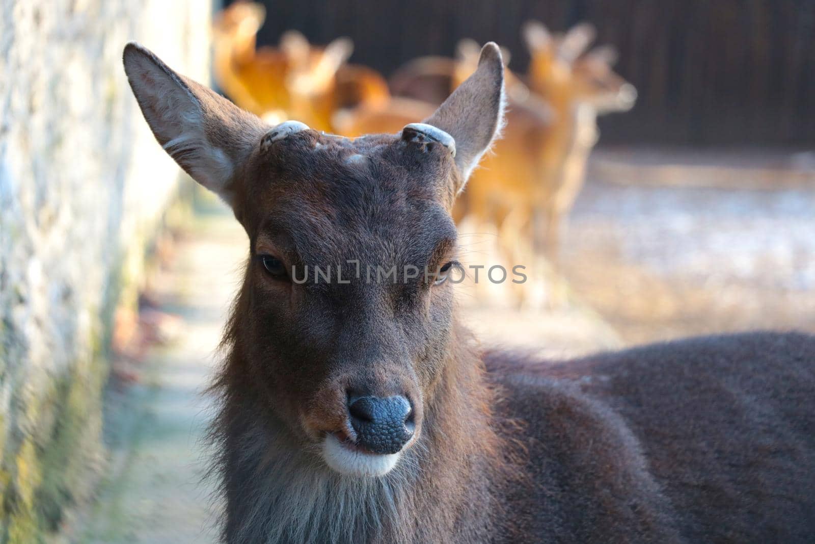 Close-up of a hornless deer in the forest