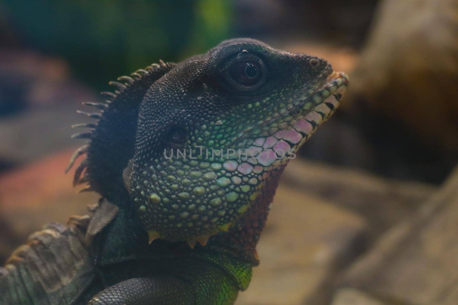 Close-up of a beautiful green chameleon