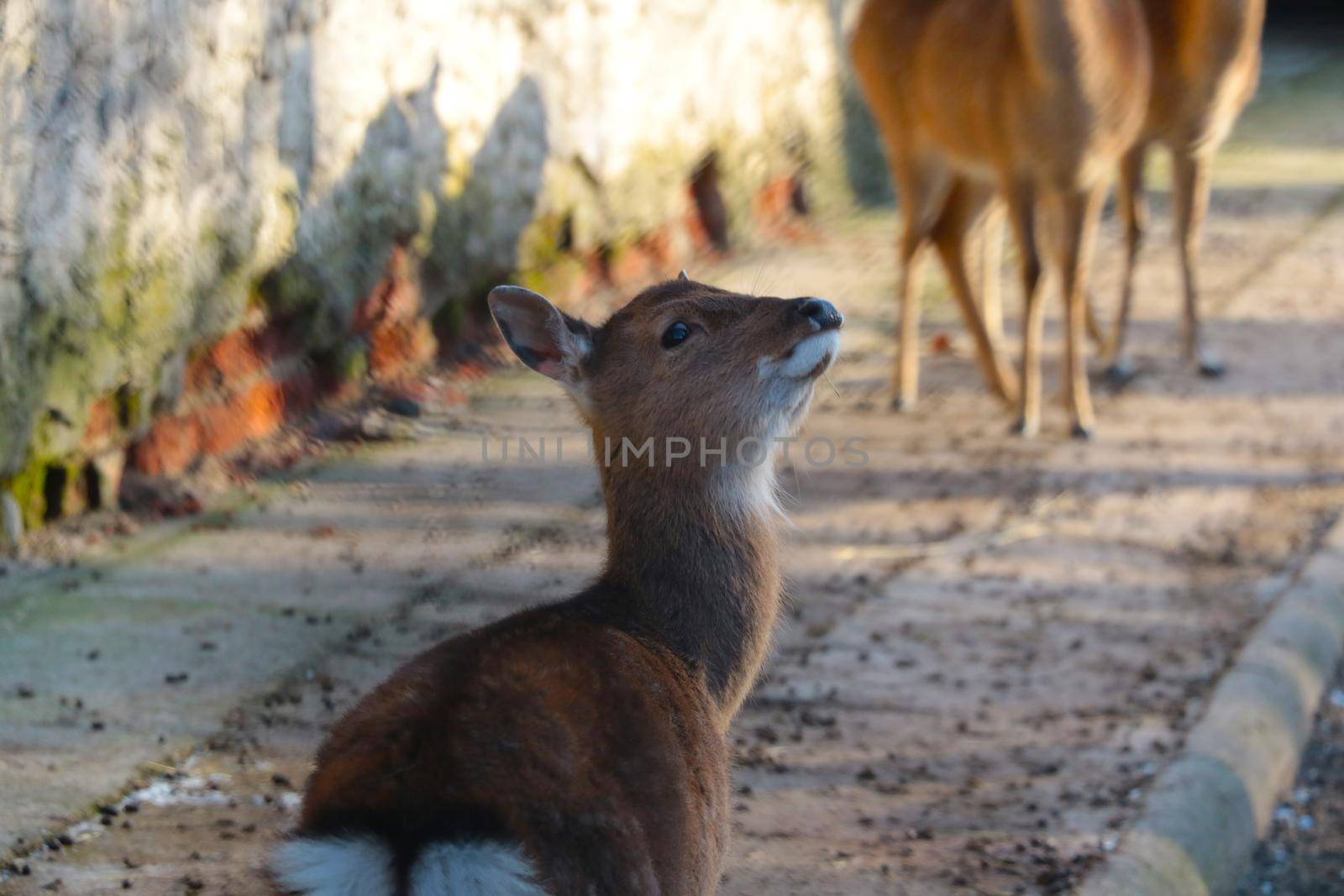 Funny young casula in the park. Background of wild animals