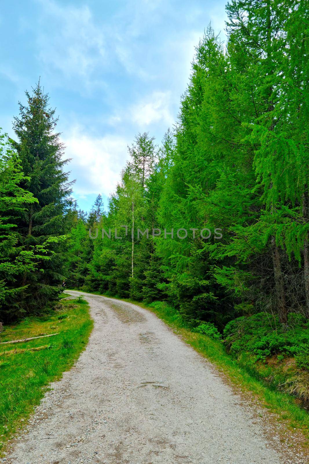 A picturesque forest road along green trees