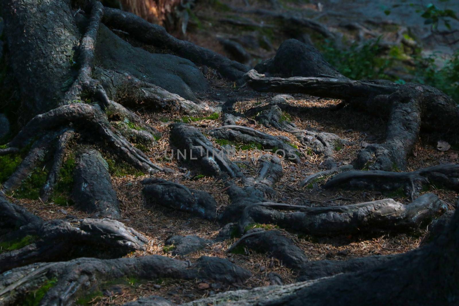 The large roots of the tree stick out of the ground in the forest. by kip02kas