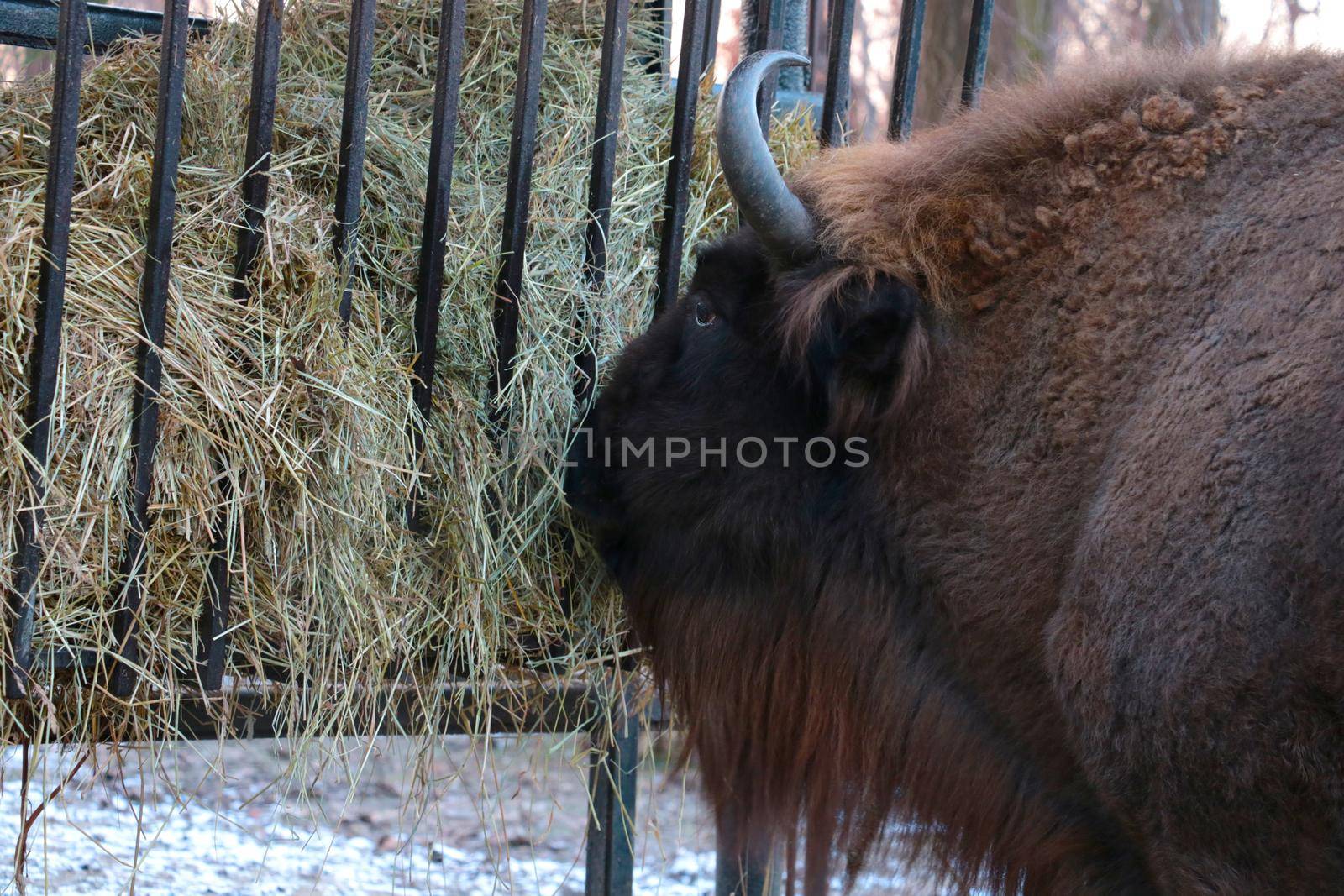 Close-up of a large bison eating hay