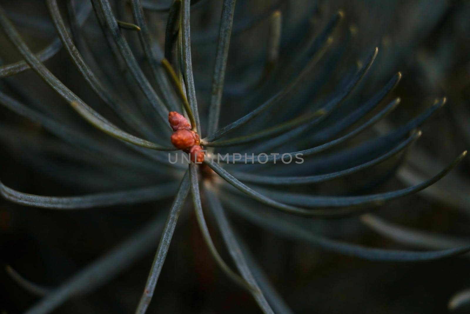 Selective focus, beautiful pine branch with long needles