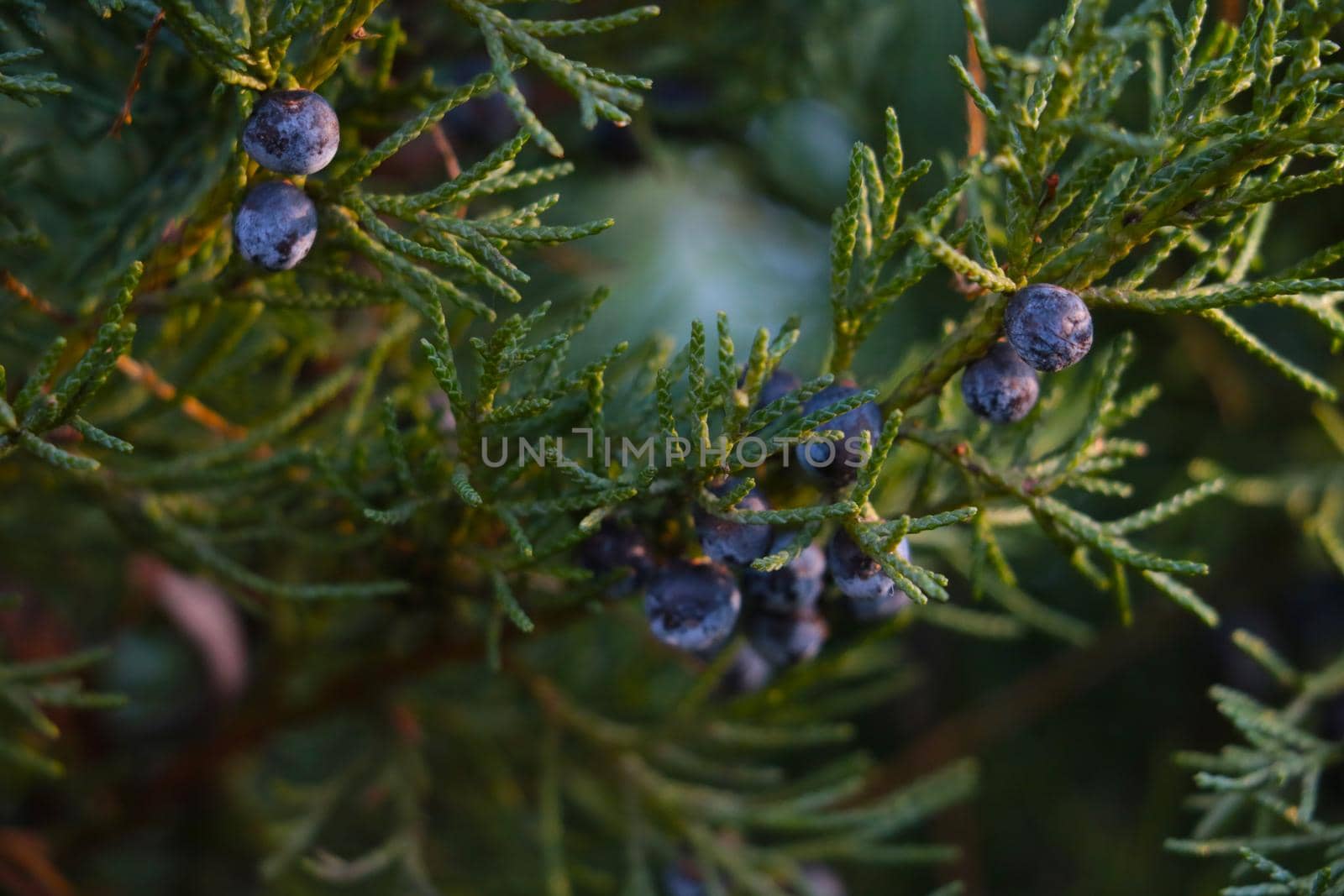 A young green branch of juniper in the park