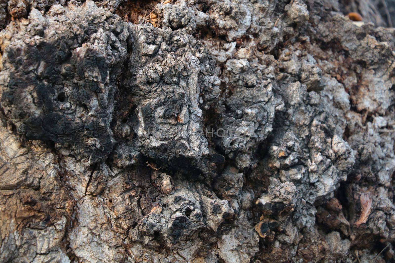 The texture of the bark of the old tree, the wooden background