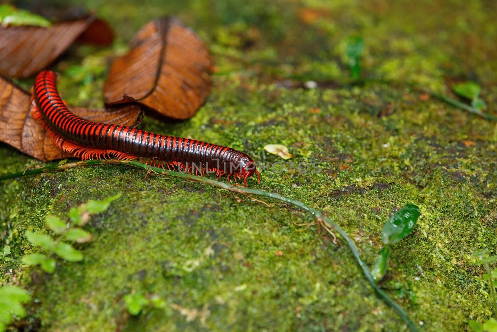 Madagascan Fire Millipede, pres. Aphistogoniulus Corallipes in Masoala, Madagascar wildlife, Africa