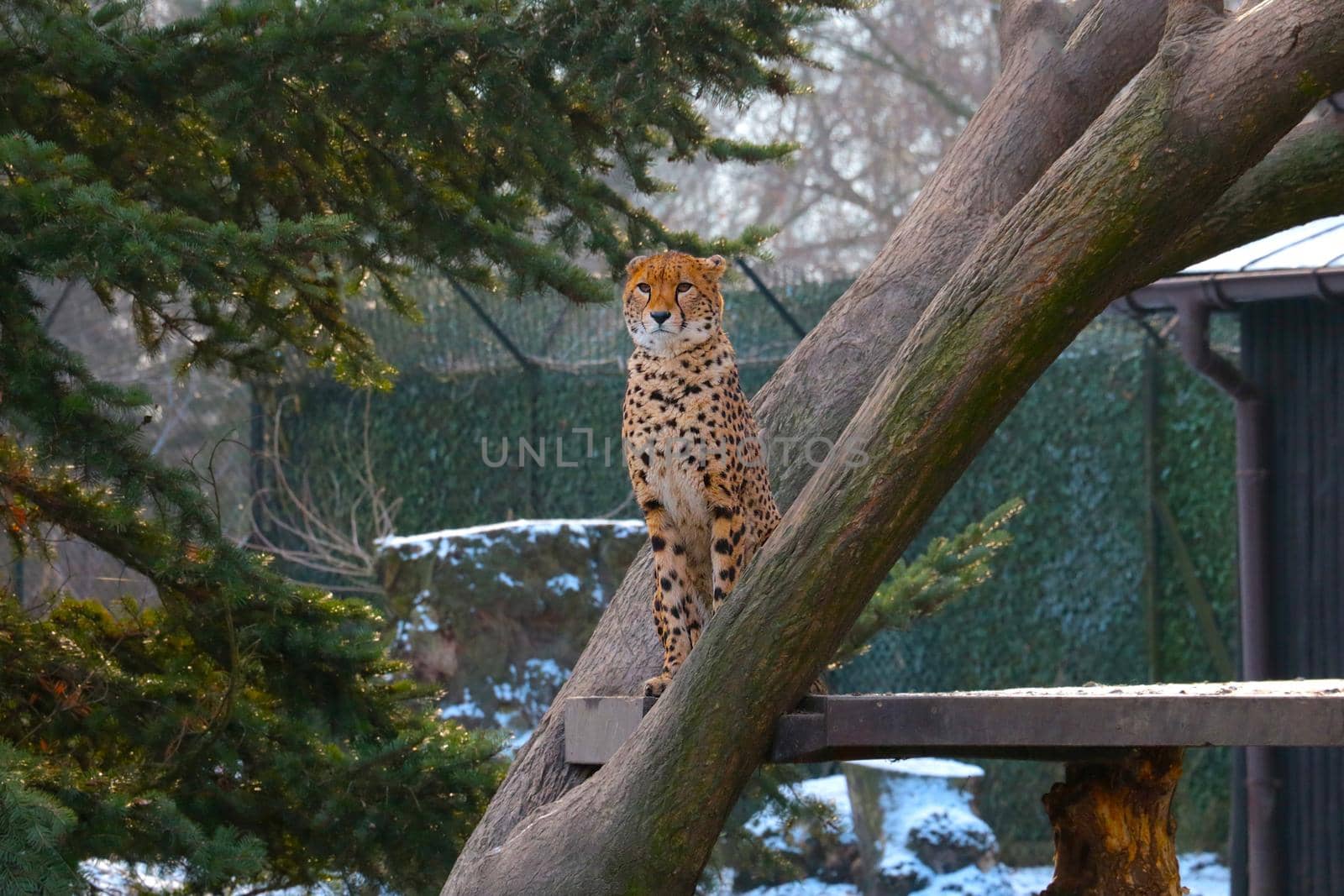 A cheetah sits in a tree. A fast animal. by kip02kas