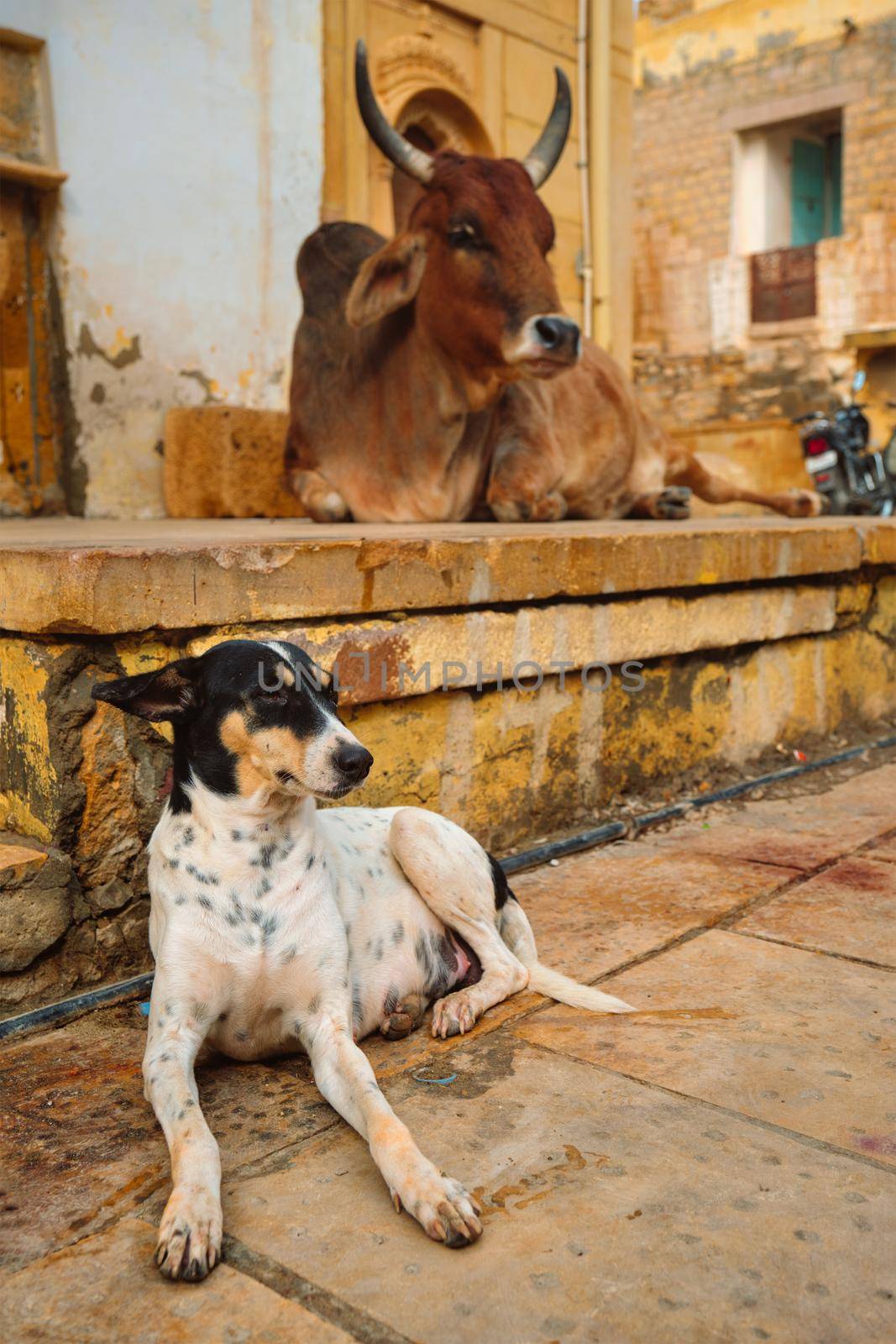 Indian cow and dog resting sleeping in the street. Cow is a sacred animal in India. Jaisalmer fort, Rajasthan, India