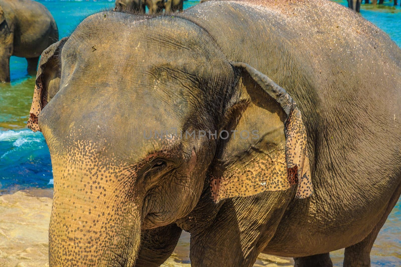 Elephant Orphanage (Sri Lanka Pinna Wara). Shooting Location: Sri Lanka