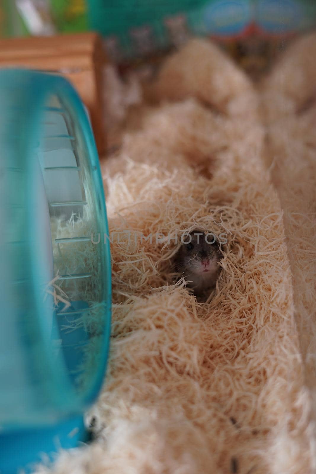 Jungarian hamster image. Shooting Location: Yokohama-city kanagawa prefecture
