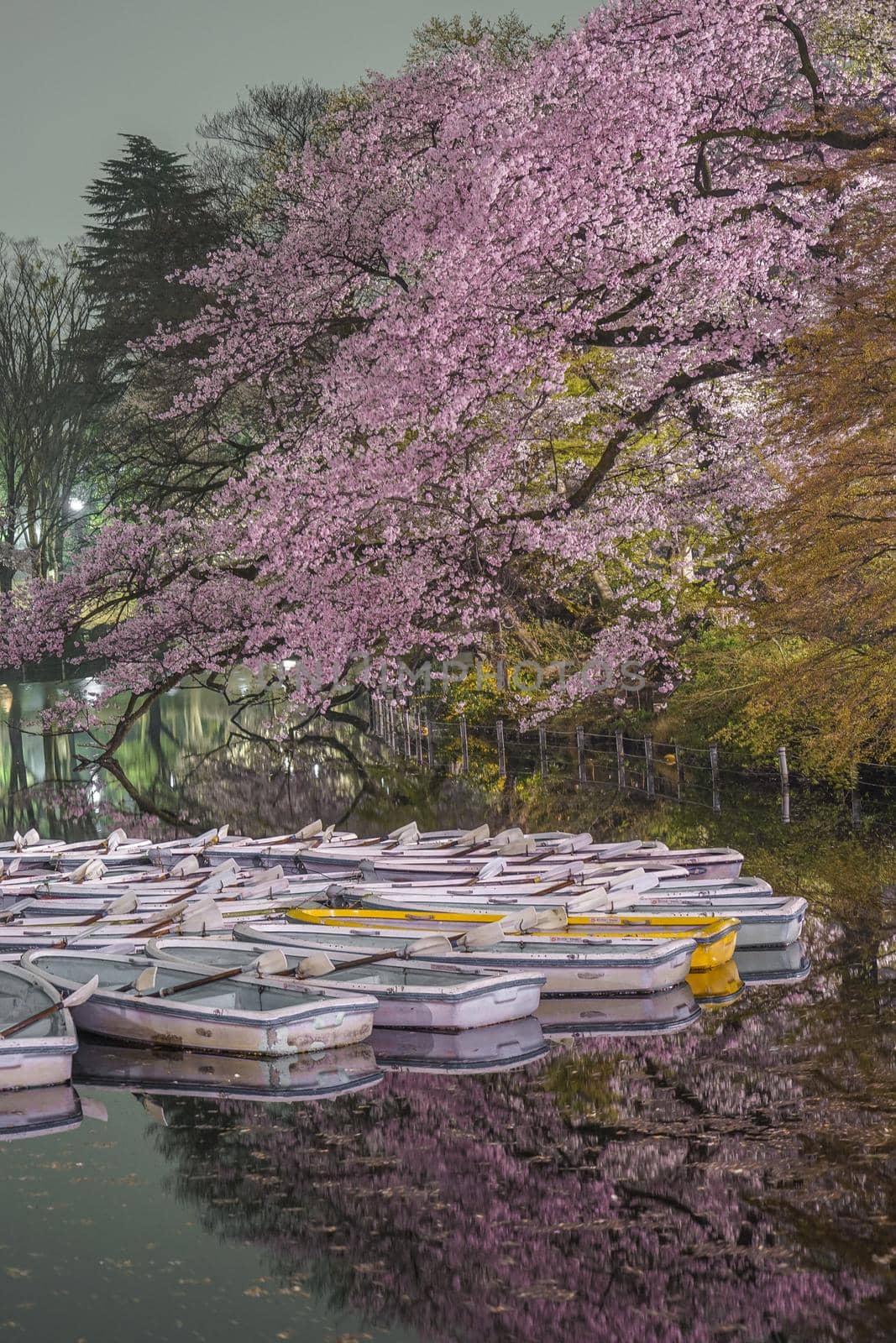 Inokashira Park Night Sakura and Boat. Shooting Location: Tokyo metropolitan area
