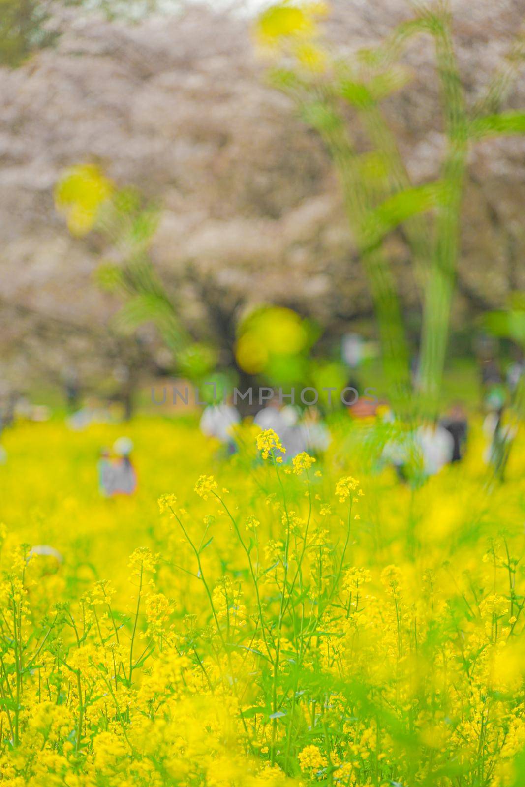 People who gather in a rape flower field. Shooting Location: Tachikawa City, Tokyo