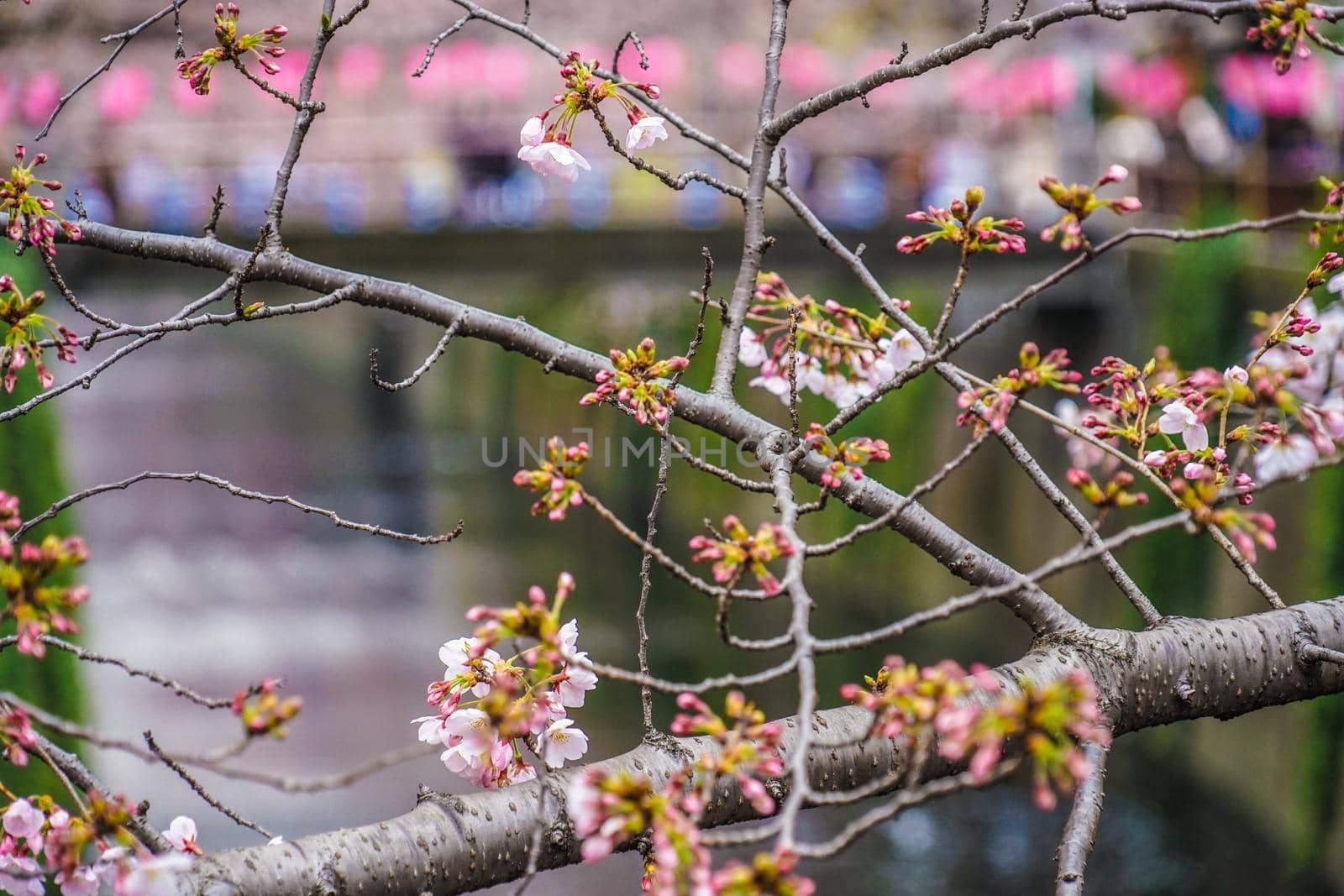 Meguro River cherry blossoms. Shooting Location: Tokyo metropolitan area