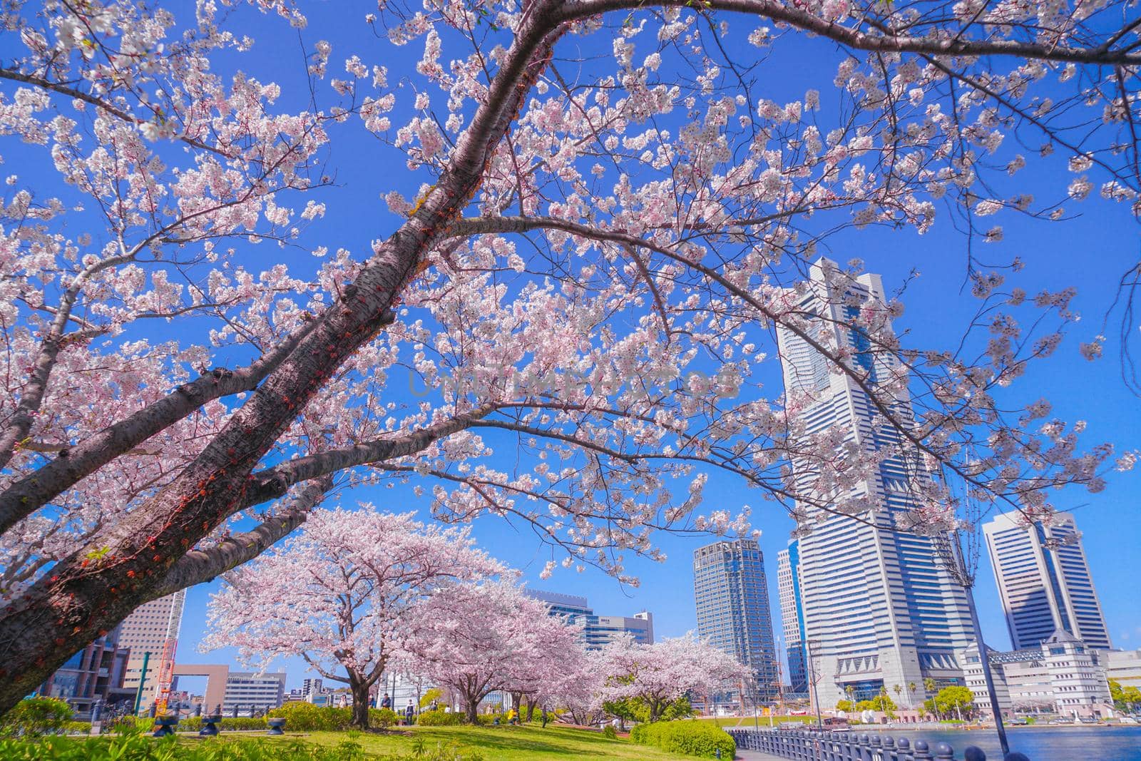The city of full bloom and the city of Yokohama Minato Mirai. Shooting Location: Yokohama-city kanagawa prefecture