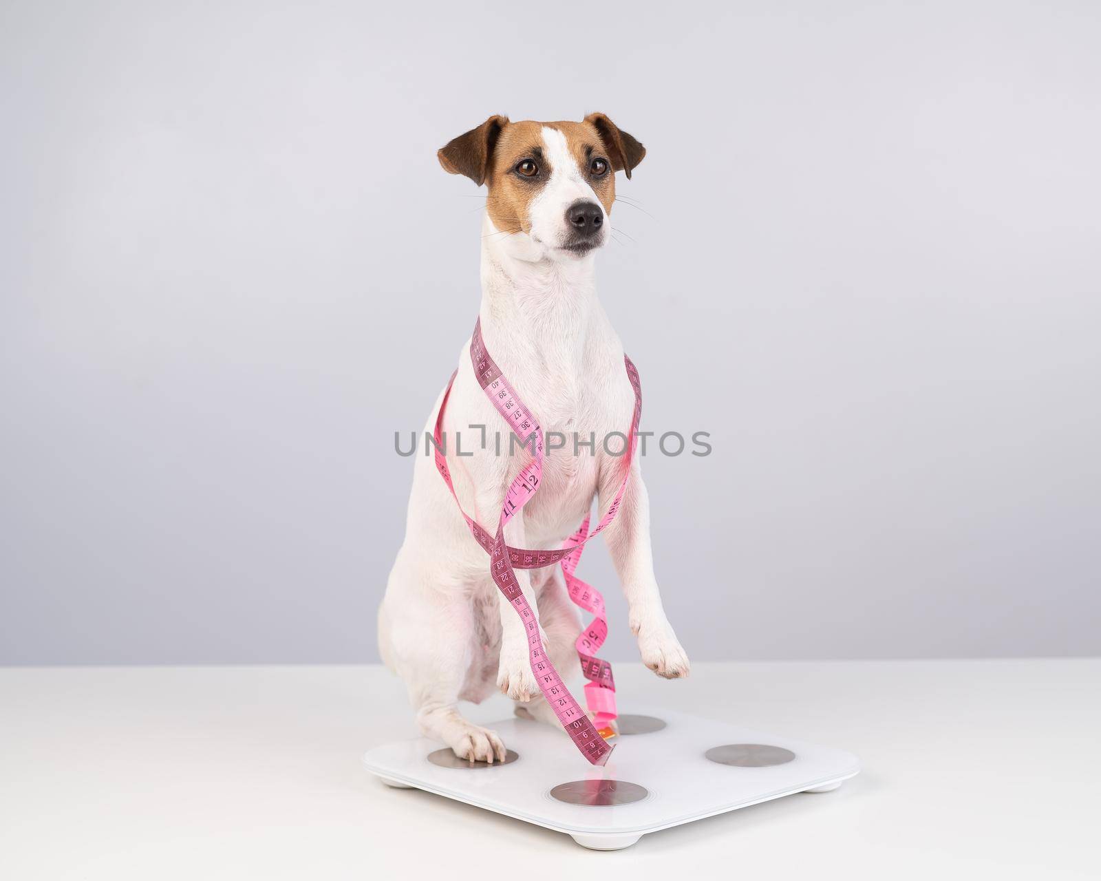 Dog jack russell terrier stands on a scale with a measuring tape