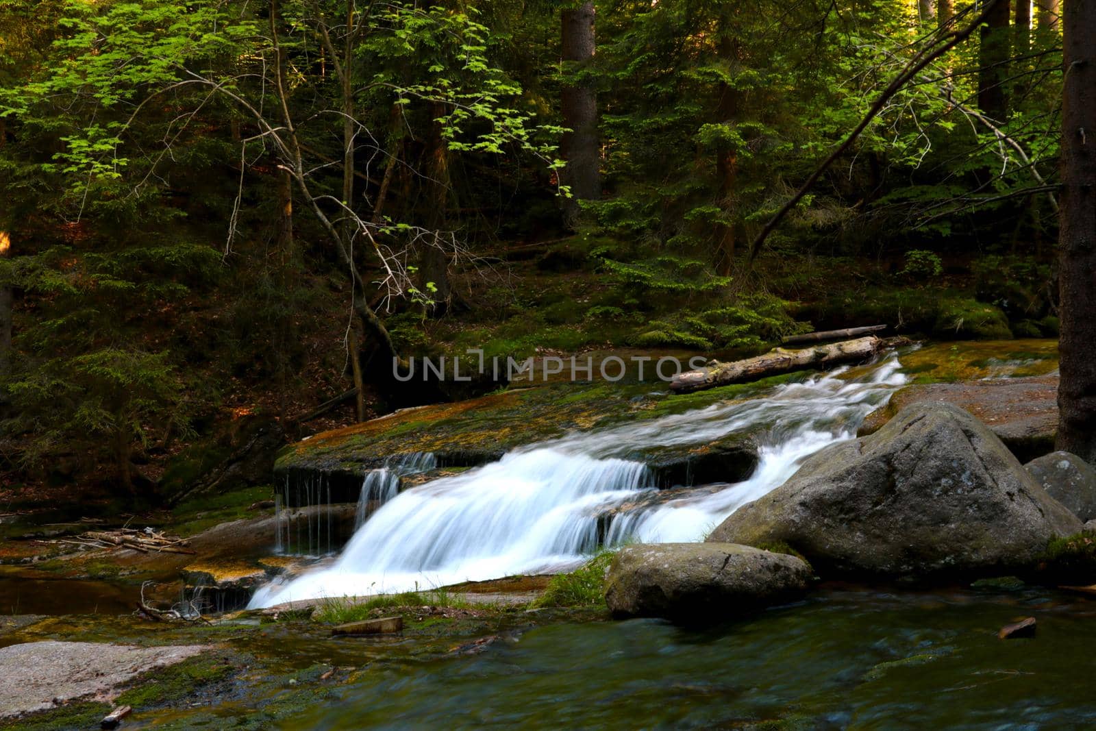 A small stream of cold water flows into the forest, the backdrop of nature