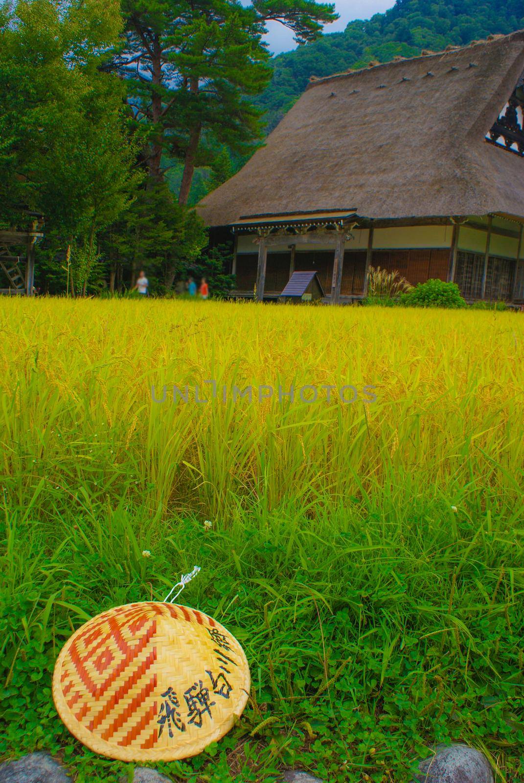 House of Horse roof and autumn paddy (Shirakawayo). Shooting Location: Gifu Prefecture