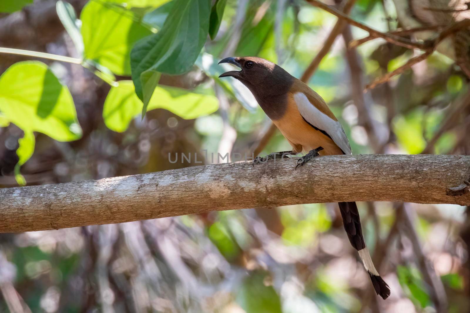 Image of Rufous Treepie ( Dendrocitta vagabunda) on the tree branch on nature background. Bird. Animals.