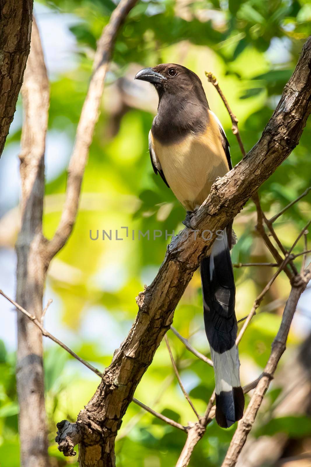 Image of Rufous Treepie ( Dendrocitta vagabunda) on the tree branch on nature background. Bird. Animals.