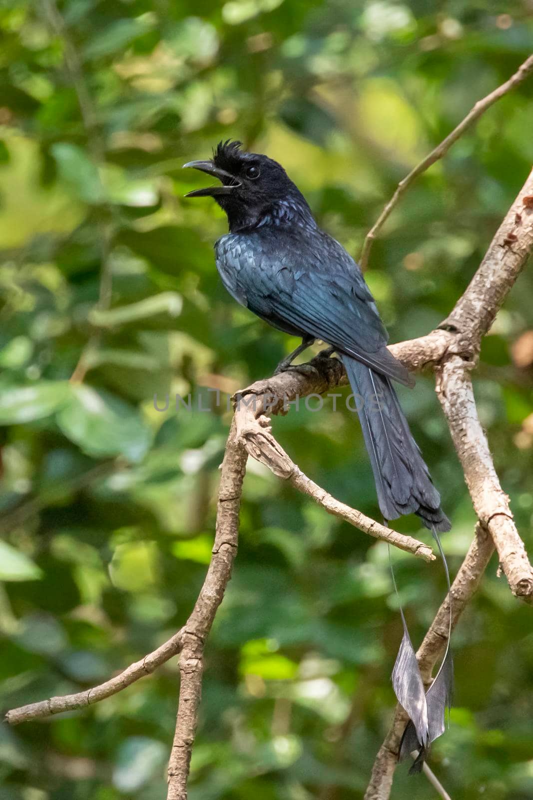 Image of Greater Racquet-tailed Drongo ( Dicrurus paradiseus) on the tree branch on nature background. Bird. Animals.