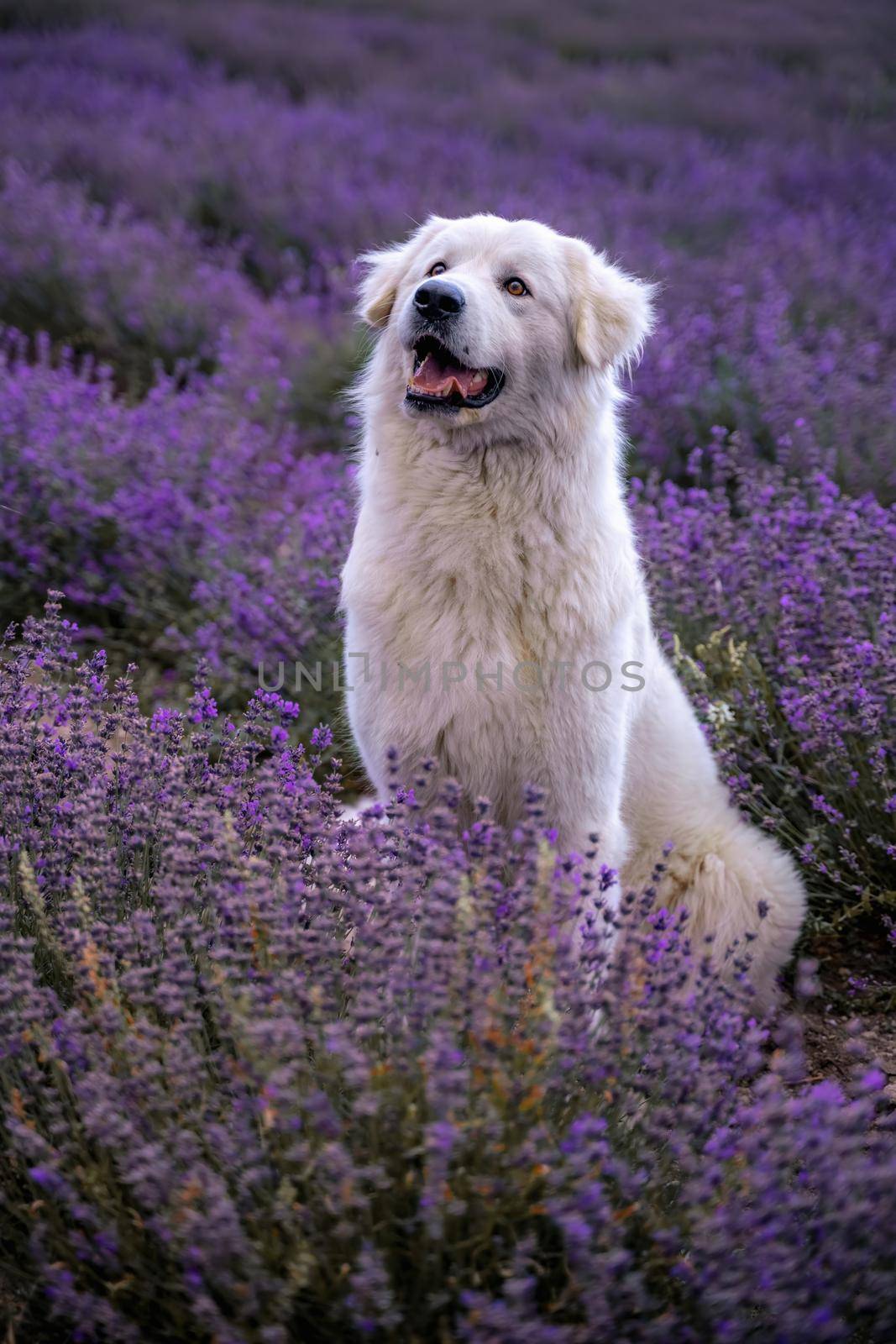 Large white dog in a lavender field in Provence, France.