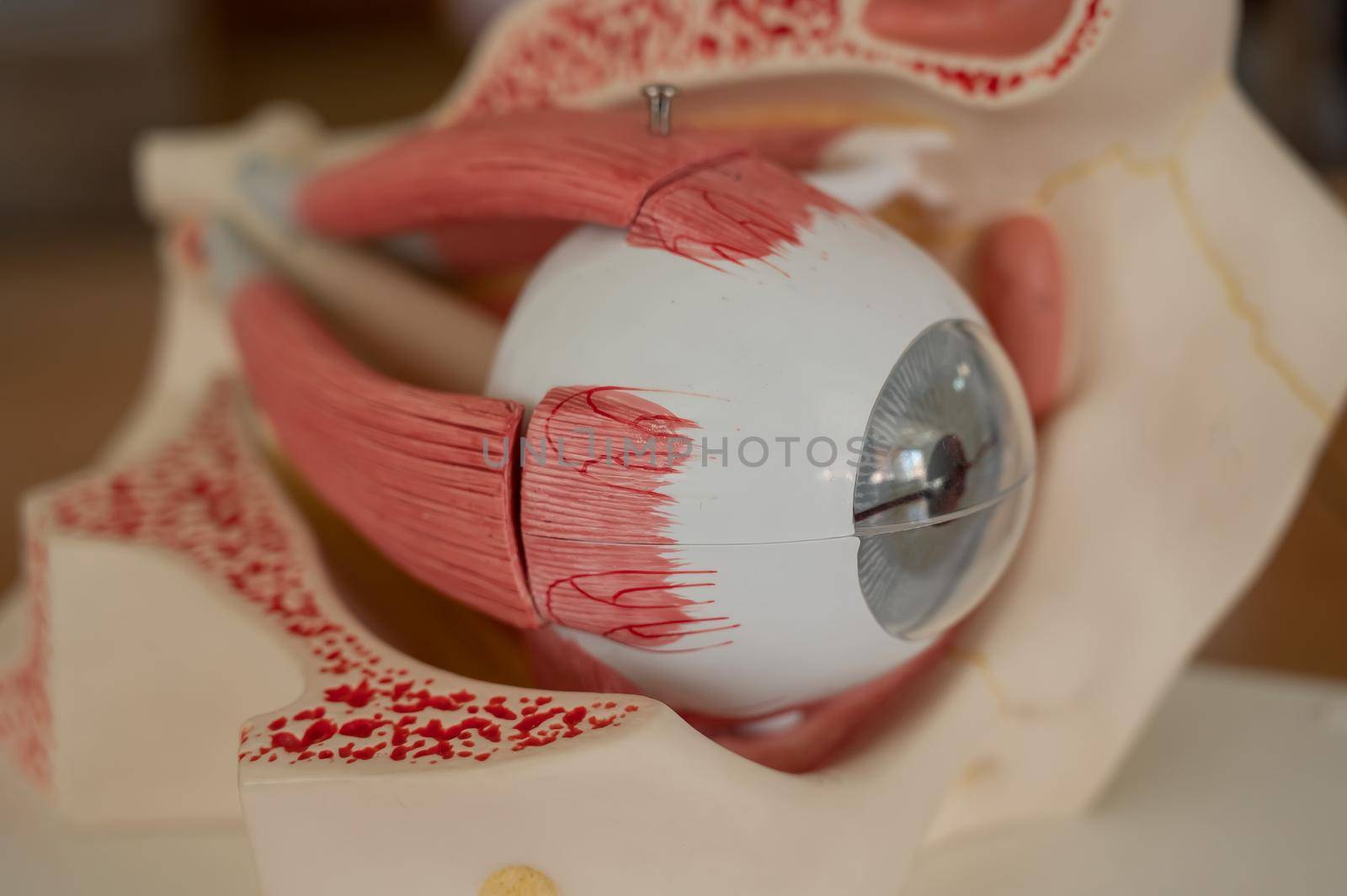 Close-up of an anatomical plastic model of the human eye