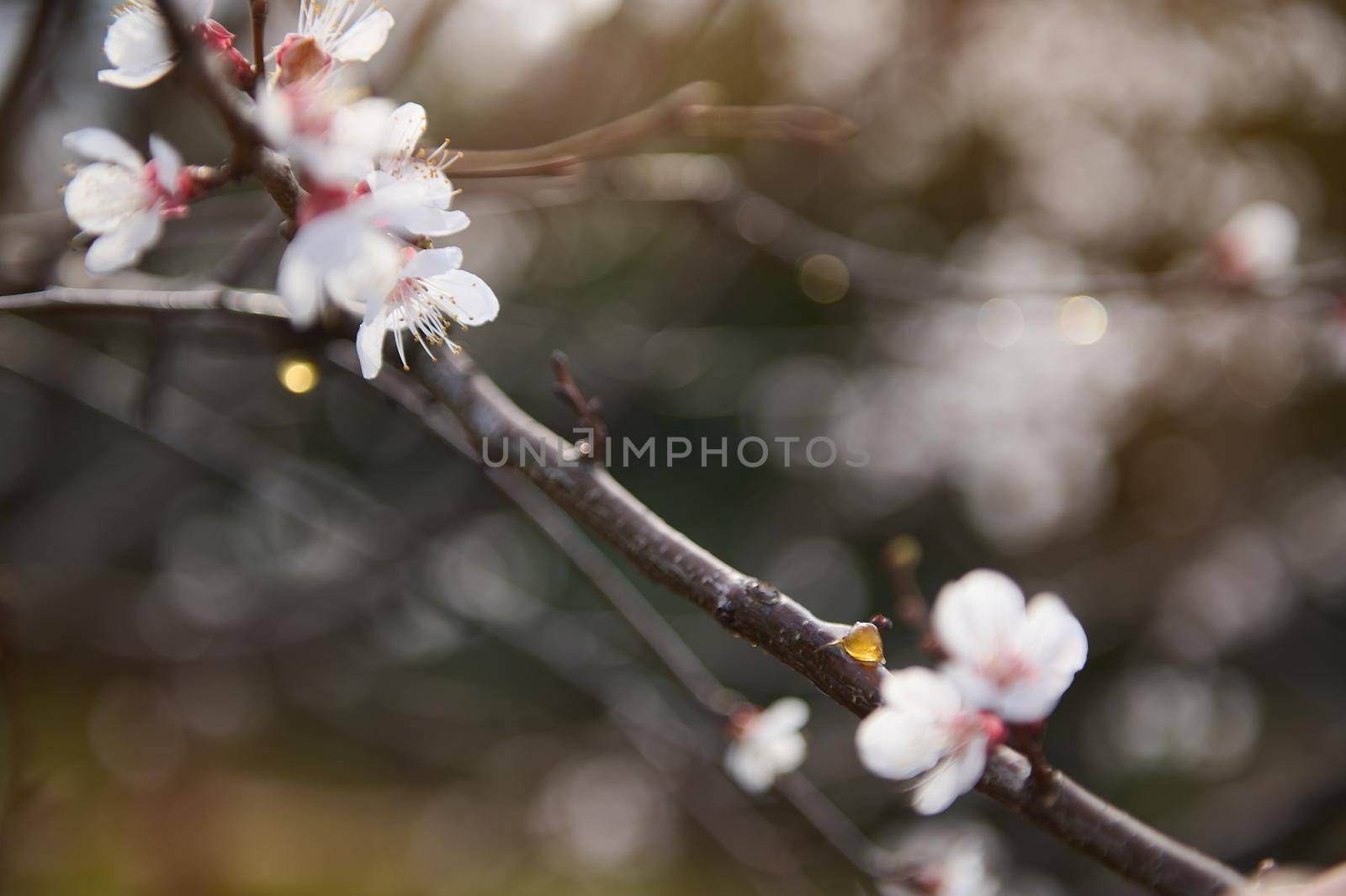 Close-up of a branch of a flowering apricot fruit tree, with swollen buds and resin. Early spring time. Gardening, botany concept. Beautiful nature by artgf