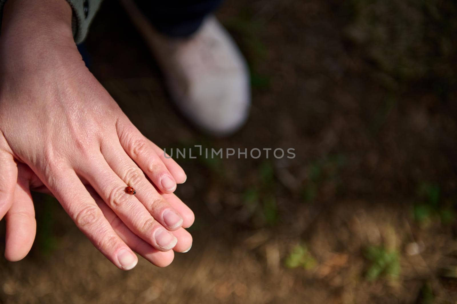 Little beetle ladybug walking on human hand in an early spring sunny day by artgf