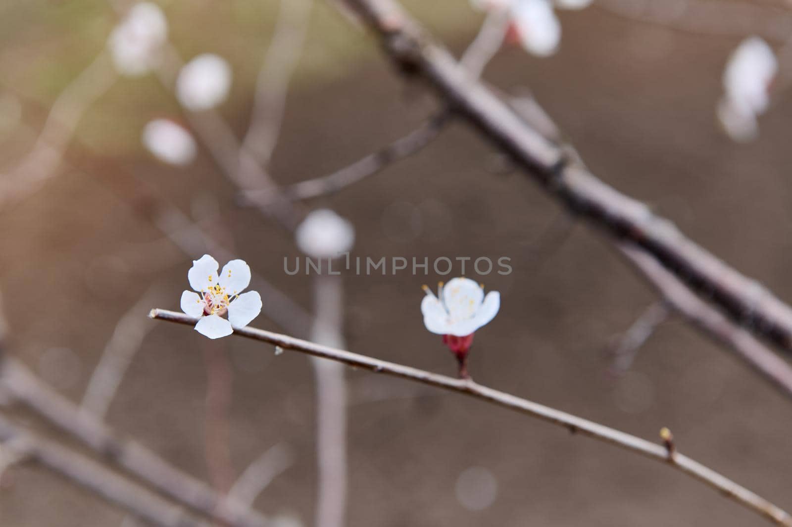 Spring- blooming fruit trees in the garden plot. Blossoms of purple-leaf apricot on the sprig of a flowering tree in the early springtime.