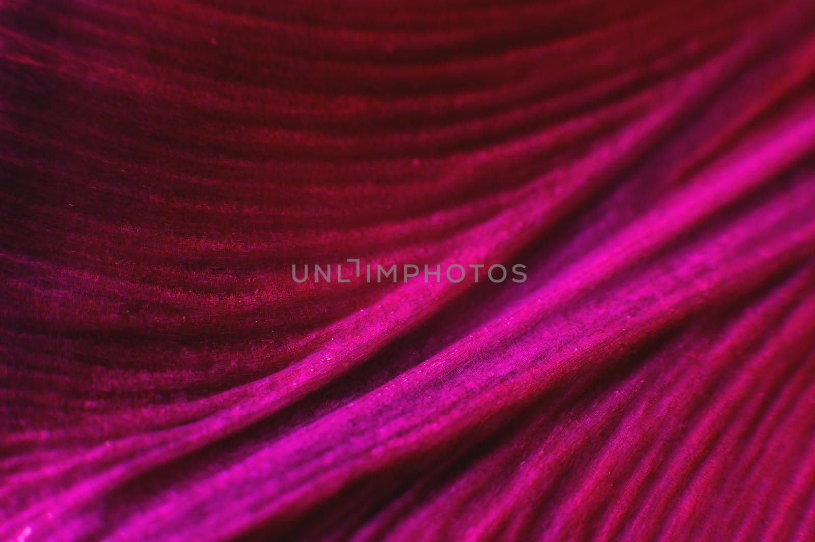 Extreme macro Bright close-up of a flower petal in pink. Abstract flower petal texture background. by yanik88