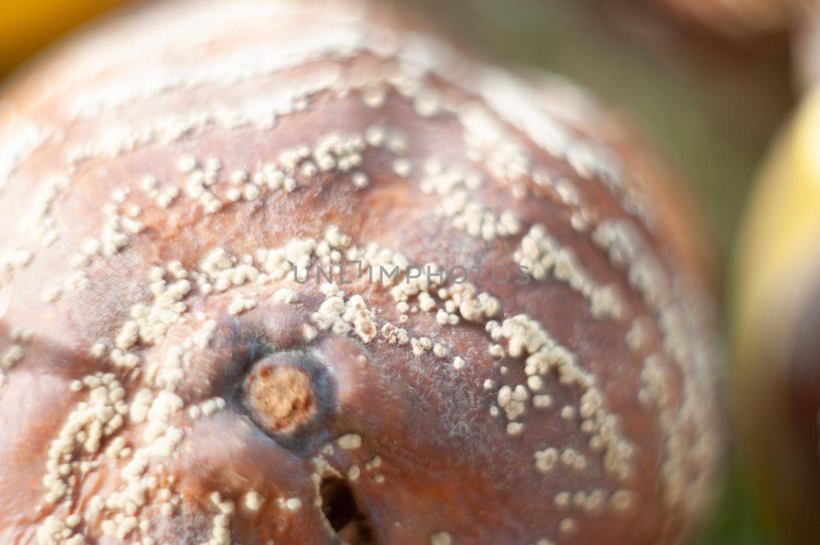 Rotten quince apple on the fruit tree, Monilia laxa infestation, plant disease. High quality photo