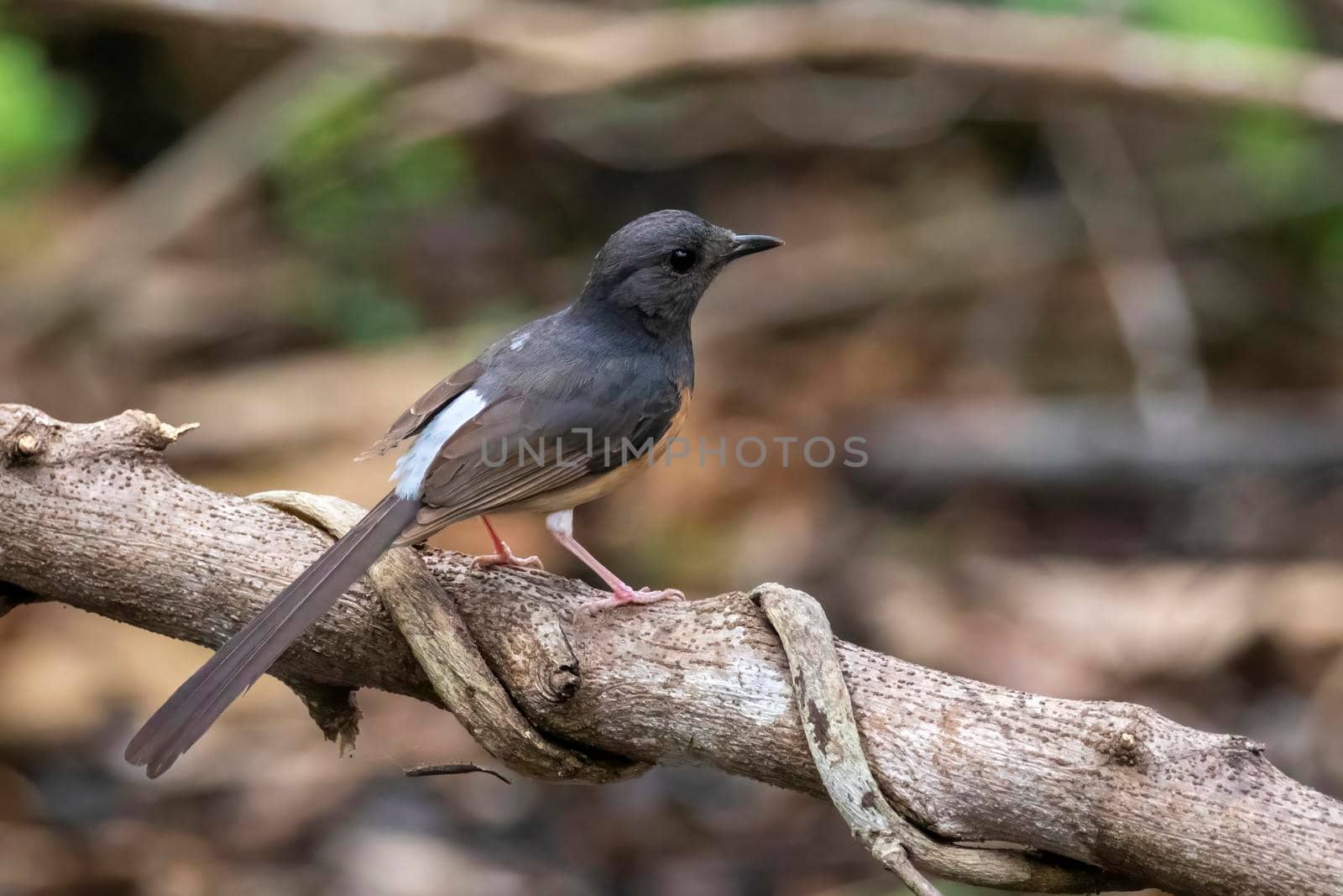 Image of White rumped Shama ( Kittacincla malabarica) on the tree branch on nature background. Bird. Animals.