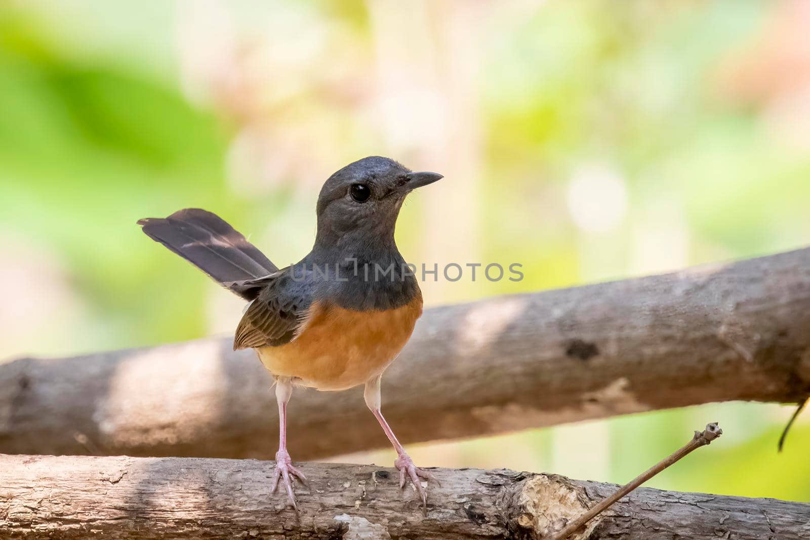 Image of White rumped Shama ( Kittacincla malabarica) on the tree branch on nature background. Bird. Animals.