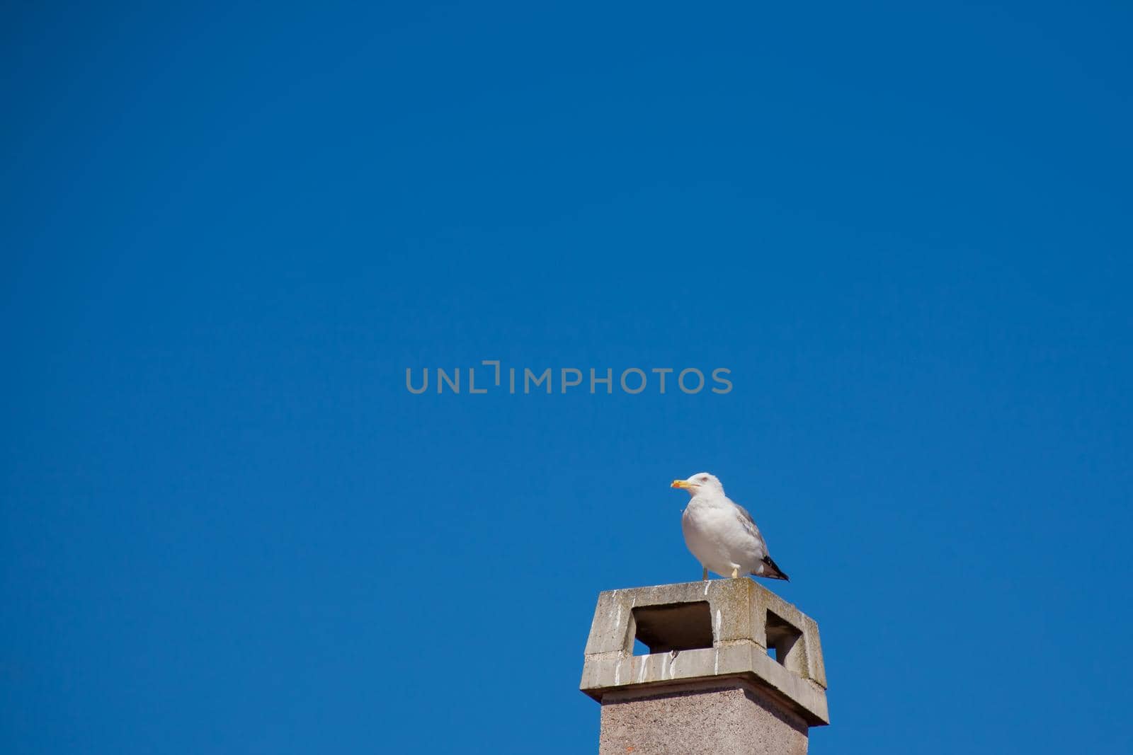 Seagull on a concrete  chimney. Blue sky background.