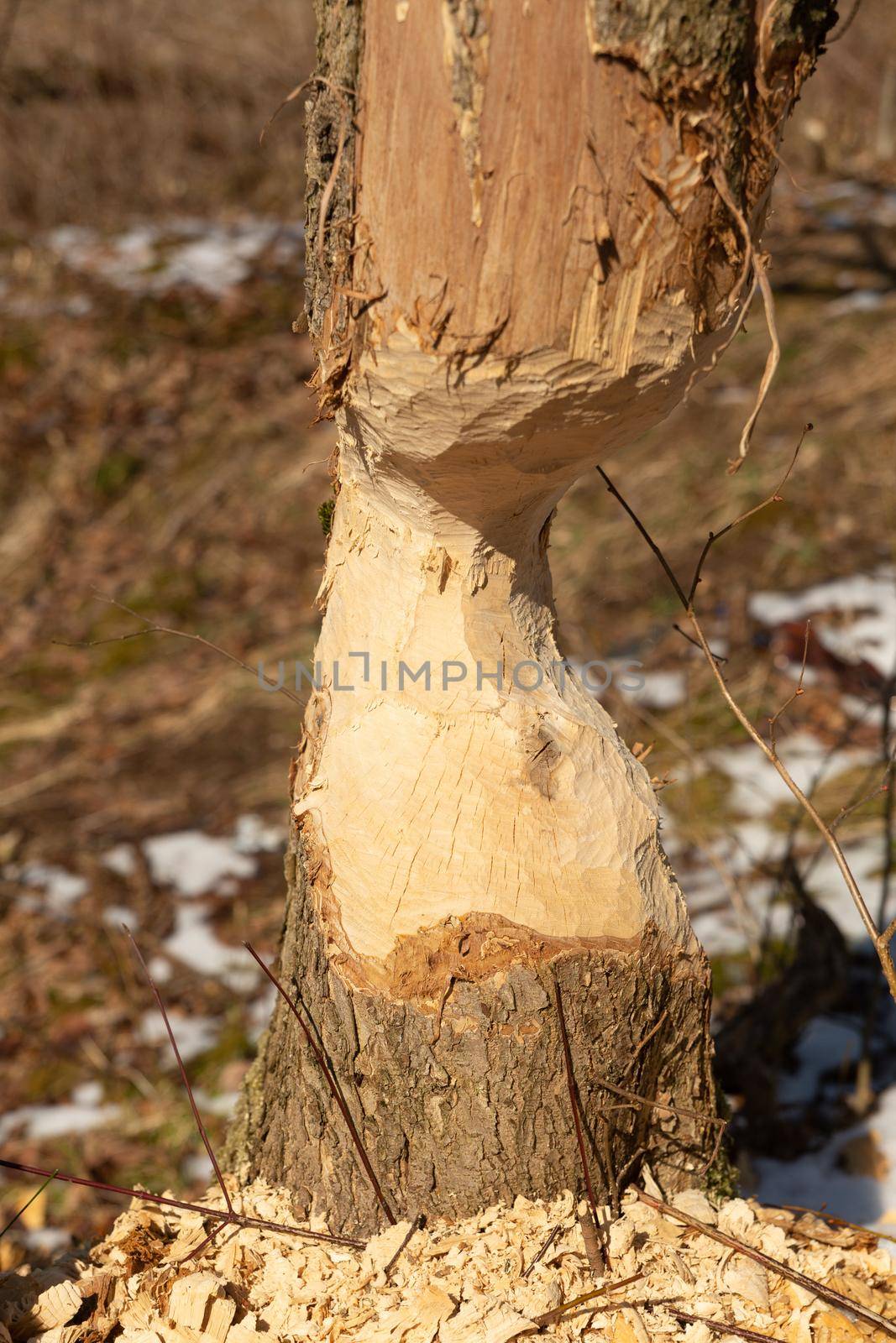 Beaver chewing down a tree. Beavers destruction in Belarus. The beaver work. Beaver is cutting a tree to build a dam. Trees in woods gnawed by beavers. Trunk of large tree gnawed by river animals