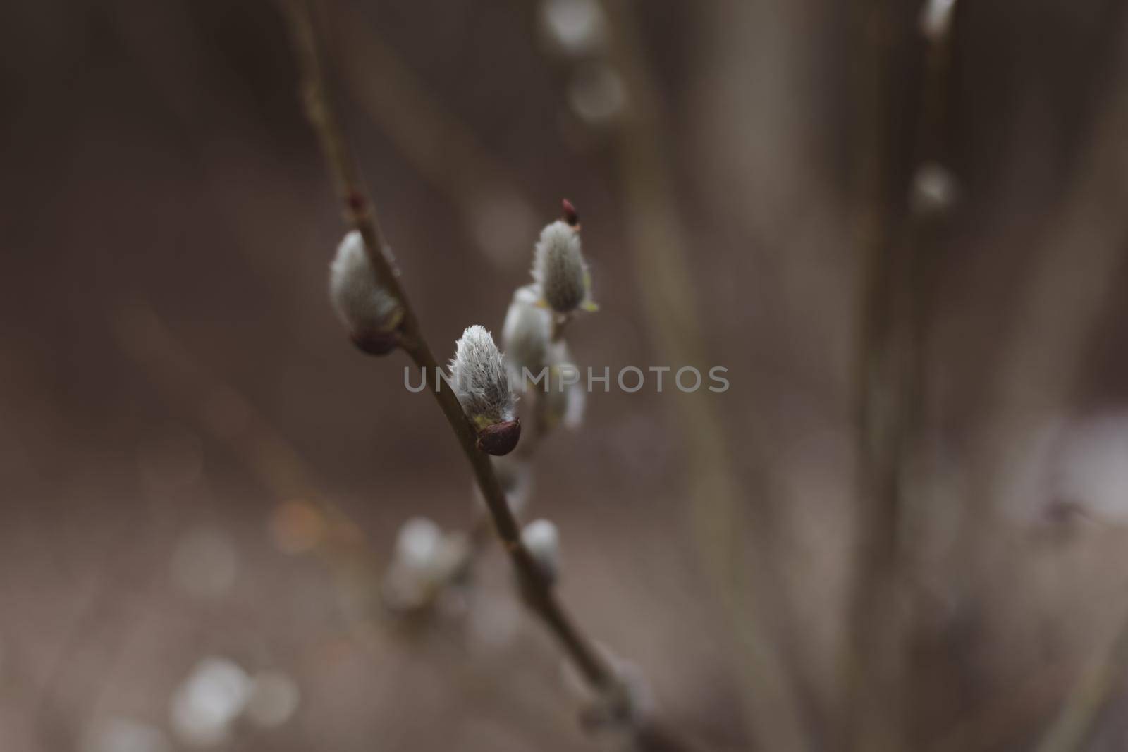 Branches with catkins. Willow blossom. Spring background. Close-up, selective focus.