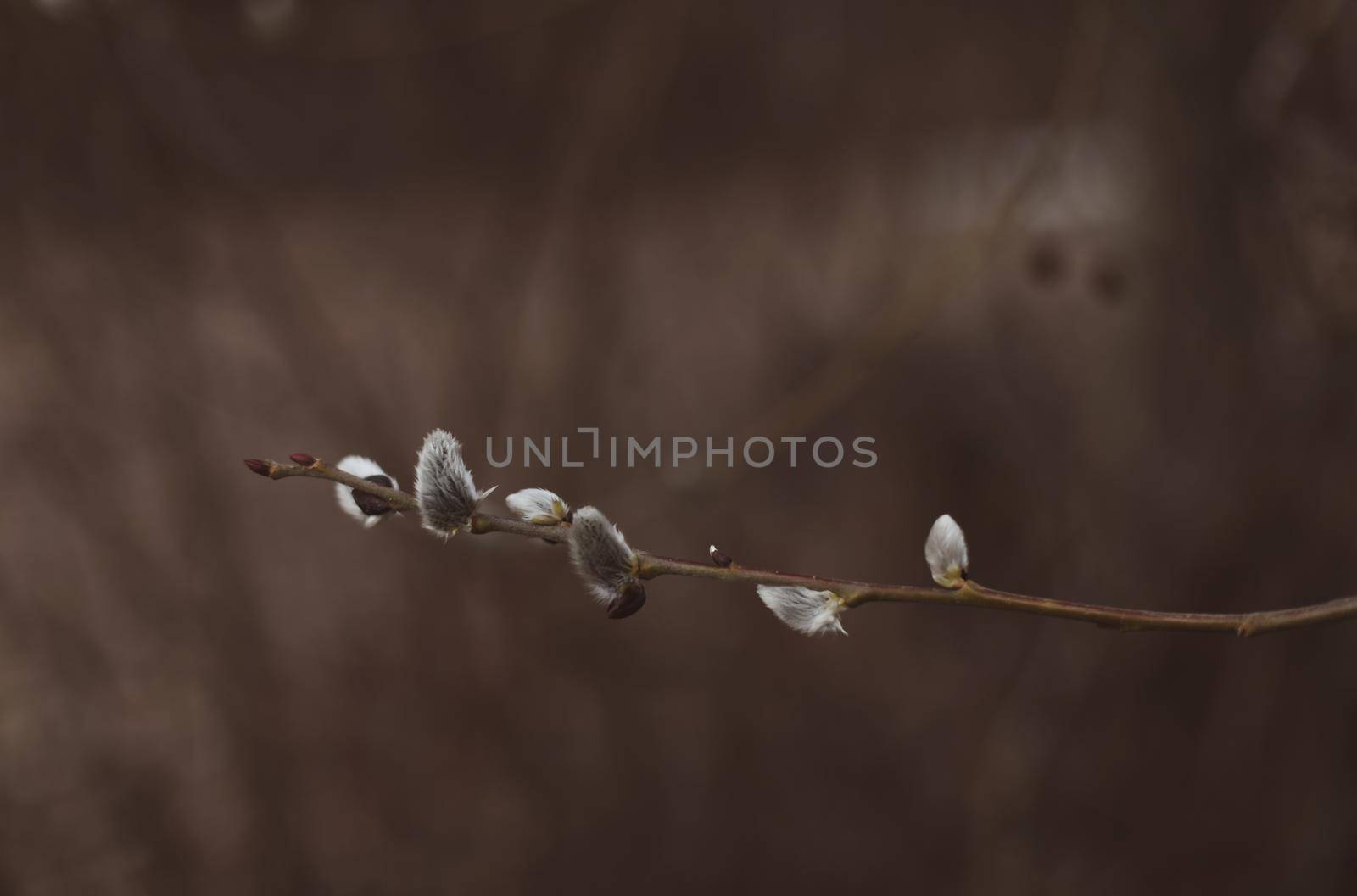 Branches with catkins. Willow blossom. Spring background. Close-up, selective focus.