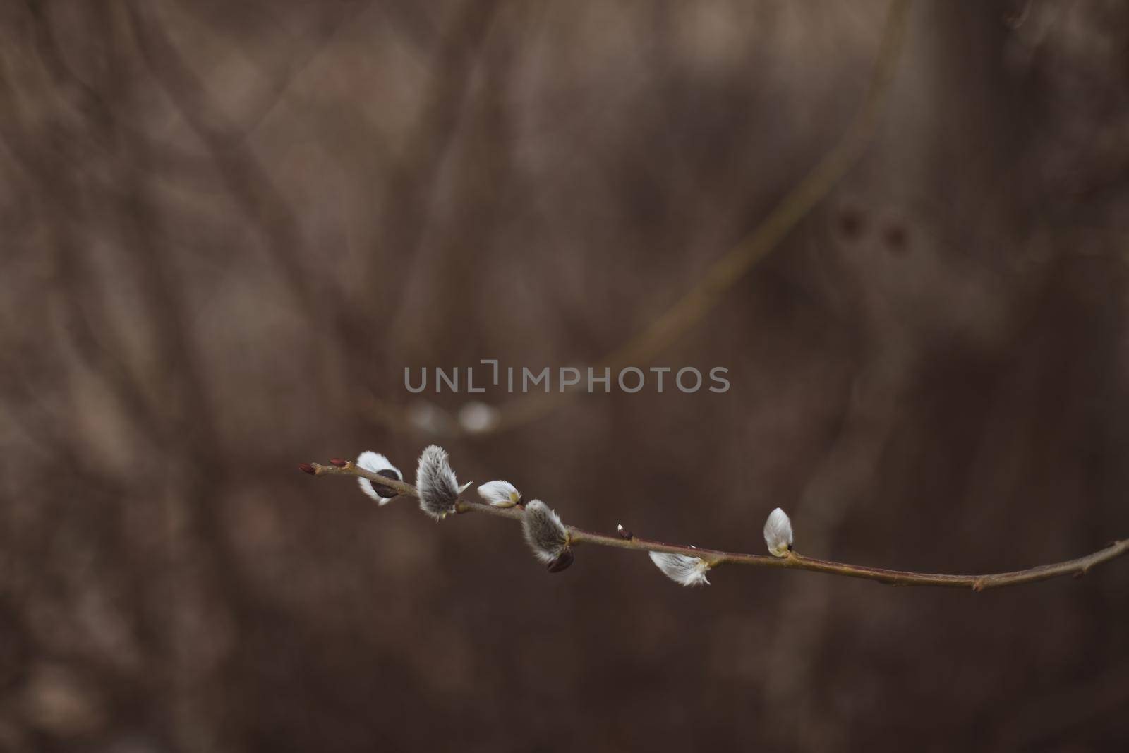 Branches with catkins. Willow blossom. Spring background. Close-up, selective focus.