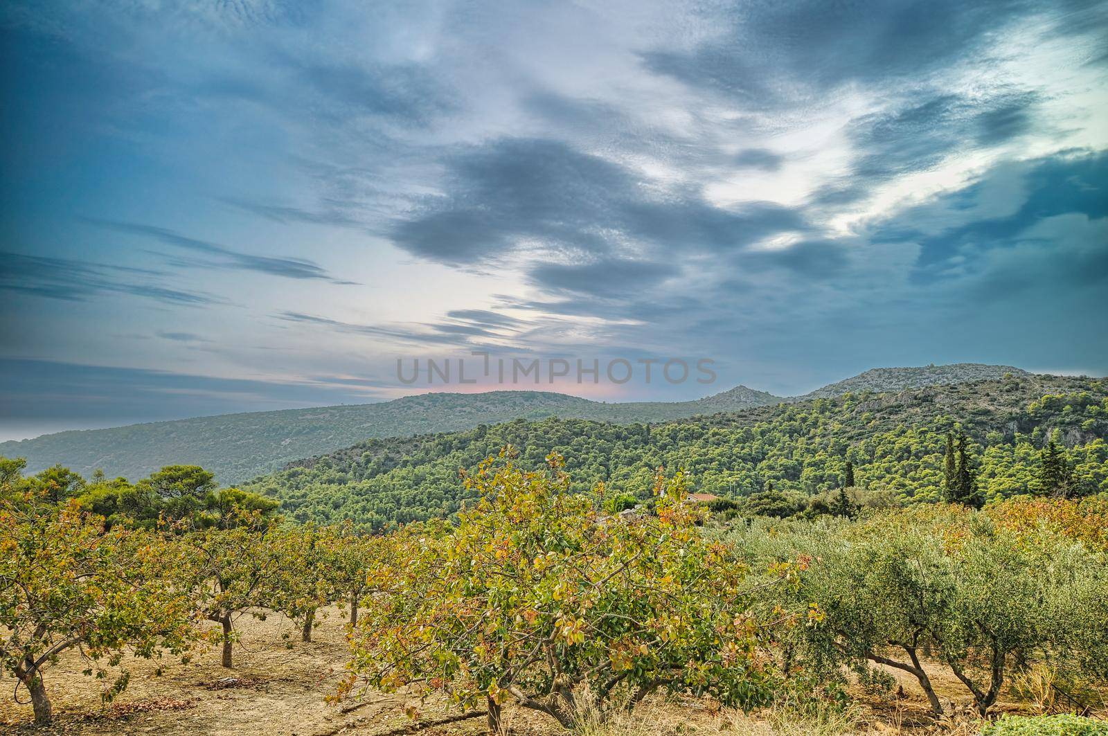 Trees in the nature of Aegina island by feelmytravel