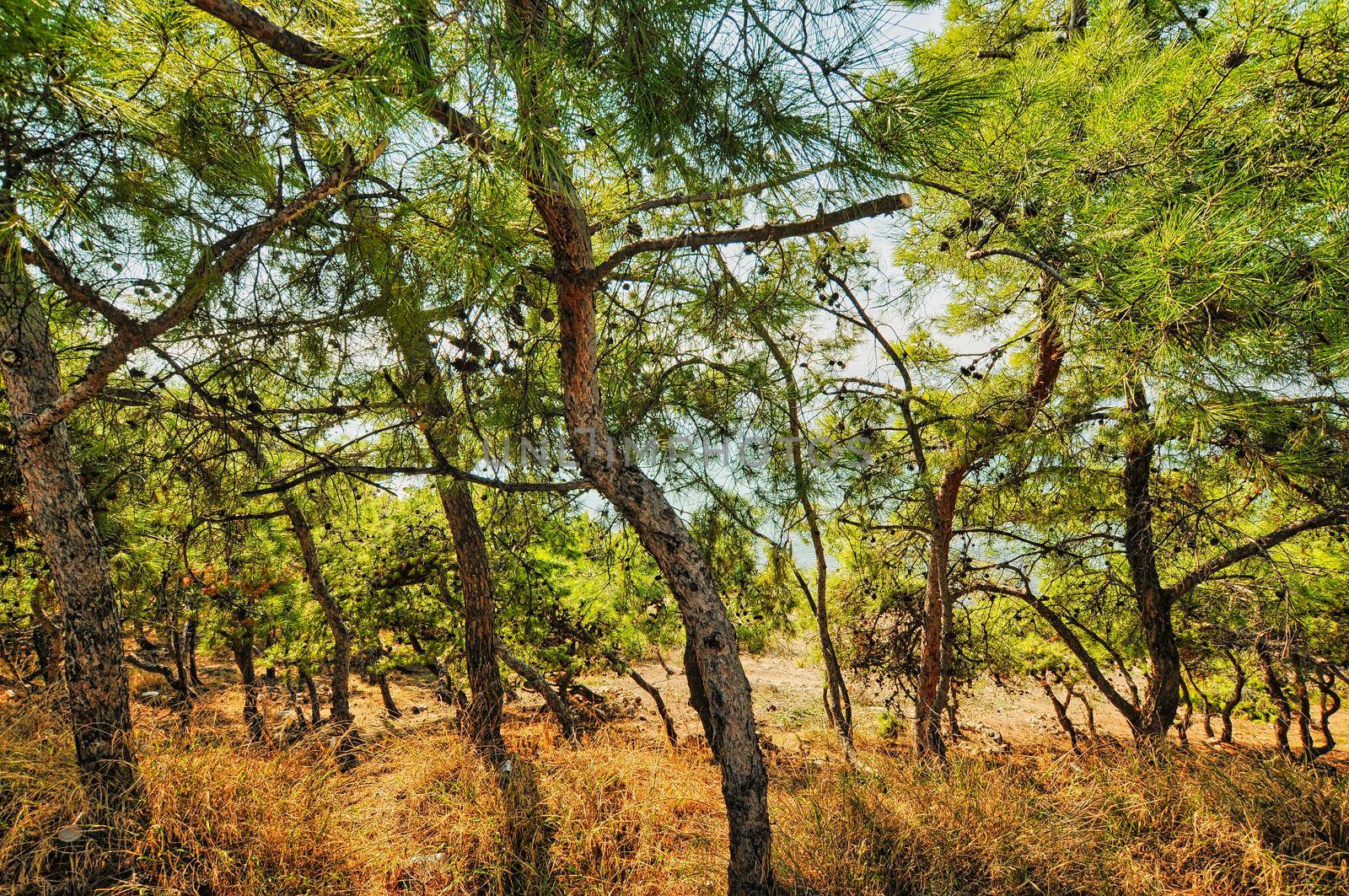 Beautiful nature in Aegina island