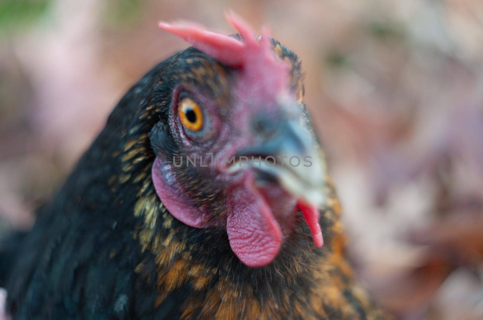 close-up portrait of a black hen, a surprised hen looks with an orange eye by KaterinaDalemans
