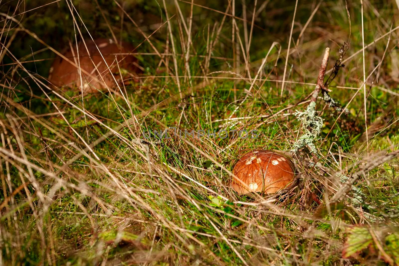 Autumn in the forest. Mushroom in the forest