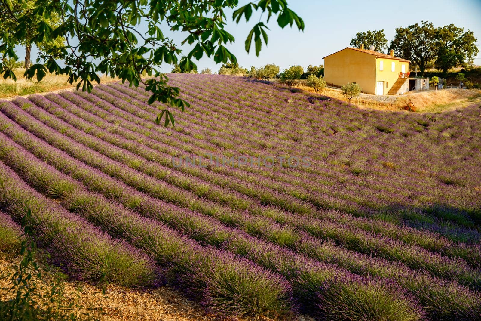 Are long rows of flowering lavender at sunset, field of lavender in France, Valensole, Cote Dazur-Alps-Provence, house on a background, backlit. High quality photo