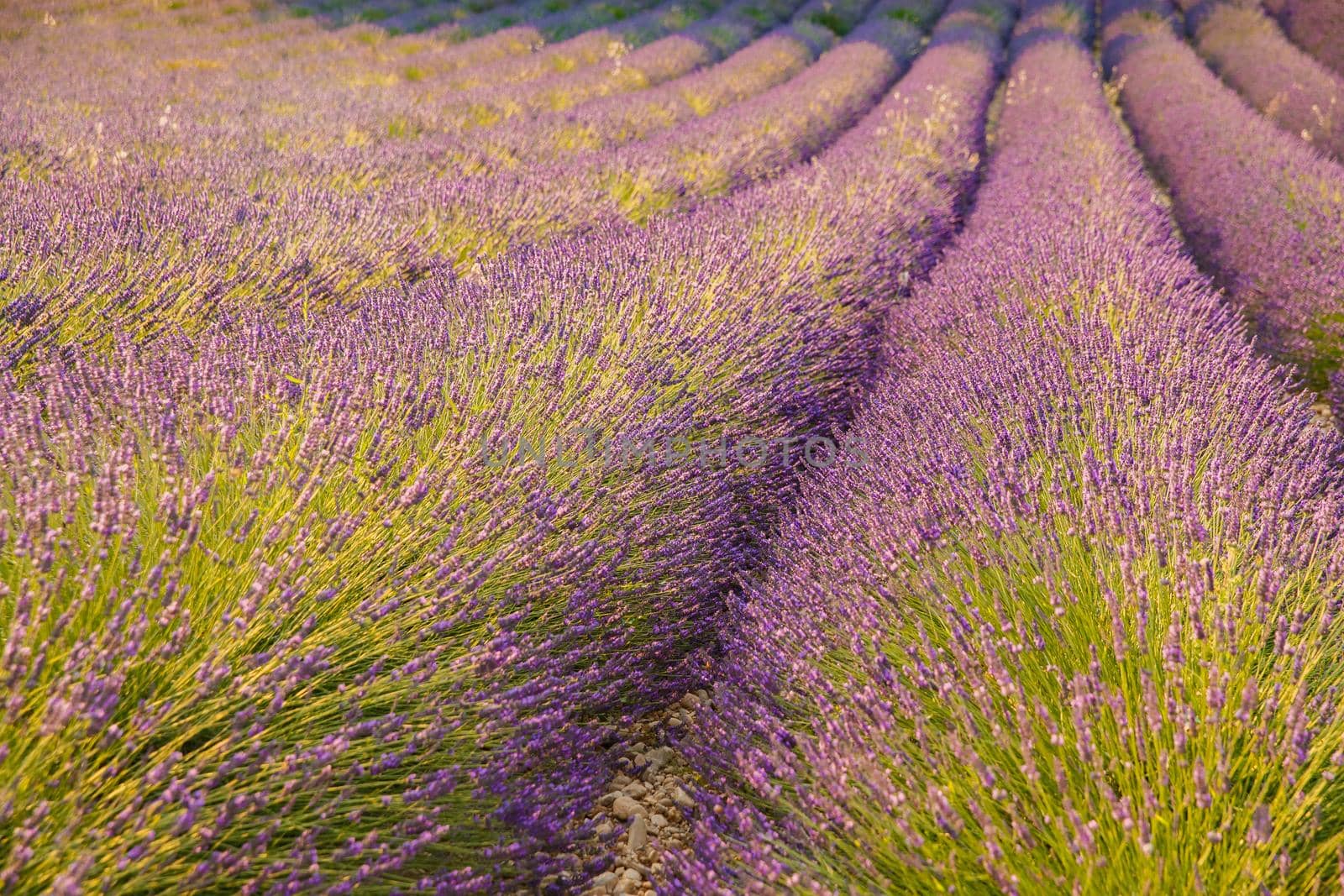 Are long rows of flowering lavender at sunset, field of lavender in France, Valensole, Cote Dazur-Alps-Provence, backlit. High quality photo