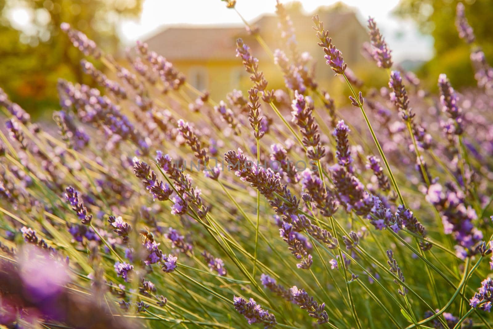 Close up view of flowering lavender at sunset, field of lavender in France, Valensole, Cote Dazur-Alps-Provence, house on a background, backlit. High quality photo