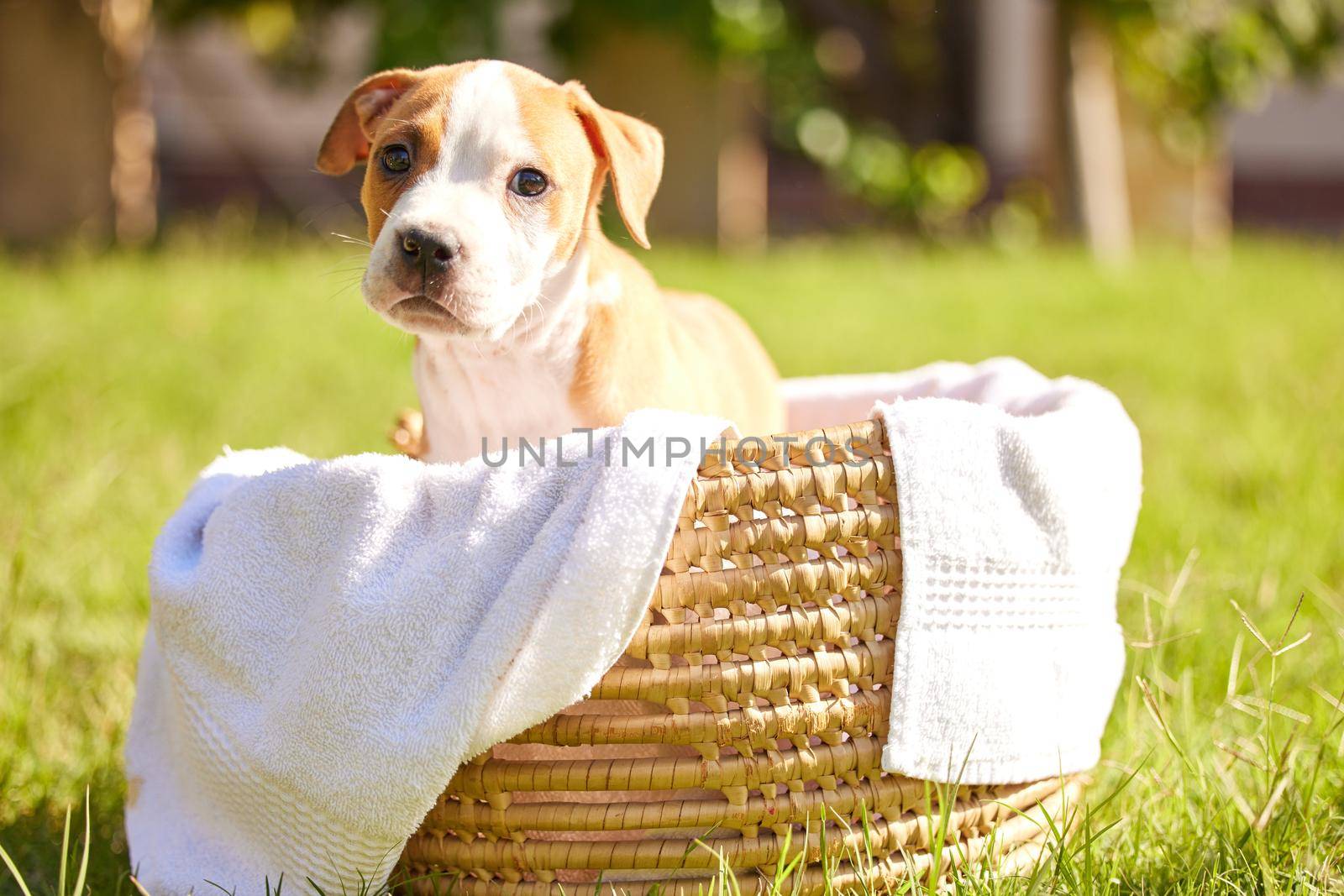 I could be carried around like this all day. Shot of a pitbull puppy sitting in a basket on a lawn. by YuriArcurs