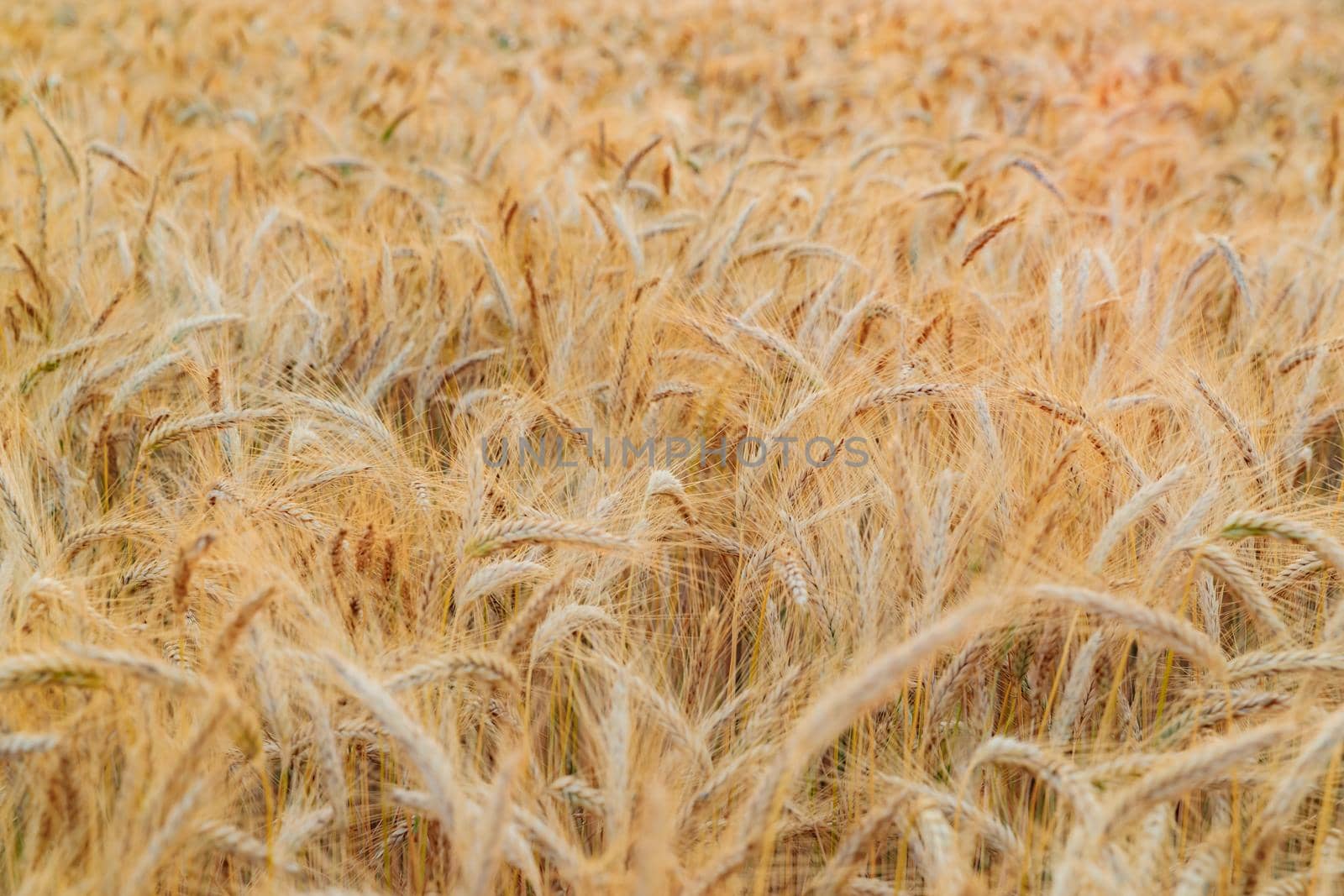Wheat ears on a wind at sunset, yellow warm light, ripe cones, France, Provence, horizon, gold, rye field, sunset light, backlit. High quality photo