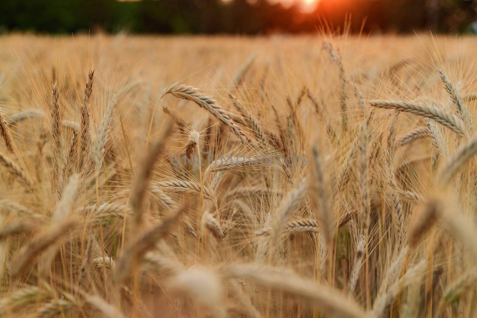 Wheat ears on a wind at sunset, yellow warm light, ripe cones, France, Provence, horizon, gold, rye field, sunset light, backlit. High quality photo