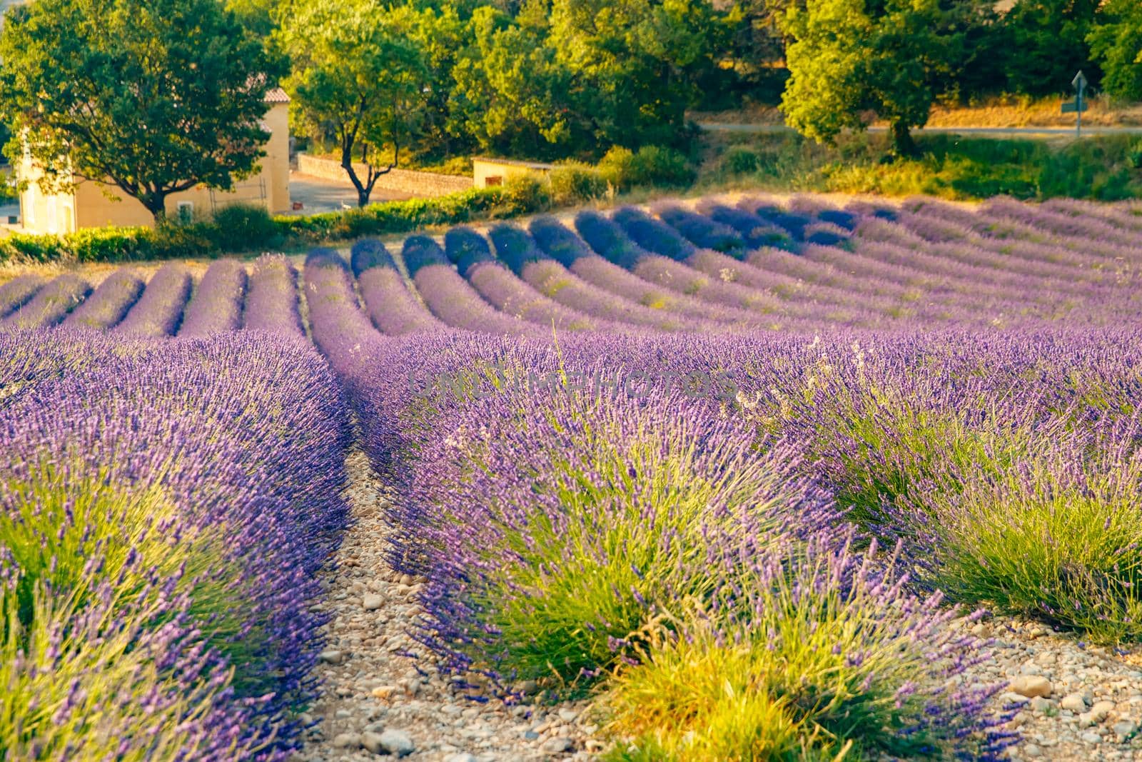 Are long rows of flowering lavender at sunset, field of lavender in France, Valensole, Cote Dazur-Alps-Provence, house on a background, backlit. High quality photo