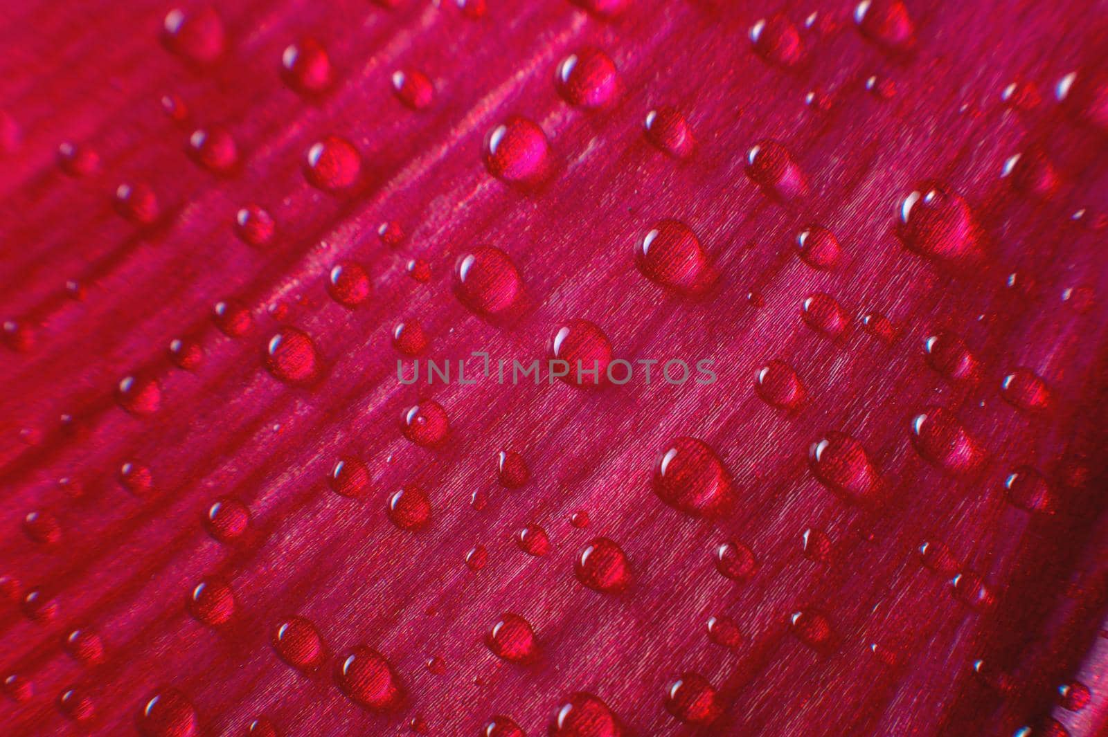 Abstraction Floral macro background. Water drops close-up on pink purple gradient flower with contrast background. Place for text. shallow depth of field abstraction by yanik88